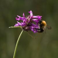 Bombus pascuorum 